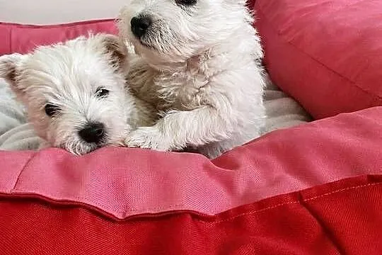 Śliczna Suczka West Highland White Terrier – Z Domowej Hodowli, Podkarpackie, Rzeszów