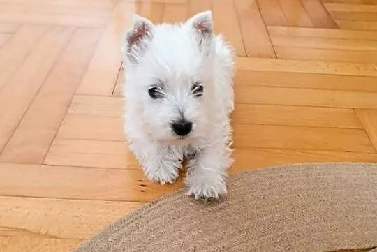 Śliczna Suczka West Highland White Terrier – Z Domowej Hodowli, Podkarpackie, Rzeszów
