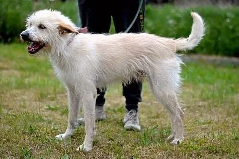 Puzon - biały jeżyk :),  warmińsko-mazurskie Olsztyn