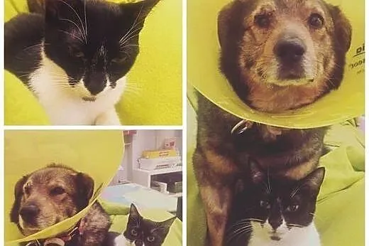 Może ciężko w to uwierzyć... NIKUŚ serce Ci powier