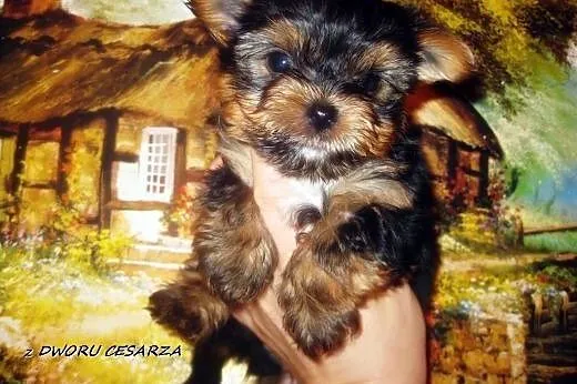 Yorki maluszki z rodowodem z Dworu Cesarza.,  York