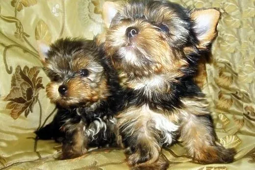 Yorki maluszki z rodowodem z Dworu Cesarza.,  York
