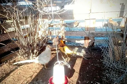 Jaja lęgowe barzantów bananowych, Lubelskie, Kock