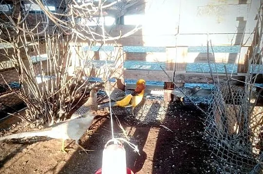 Jaja lęgowe barzantów bananowych, Lubelskie, Kock