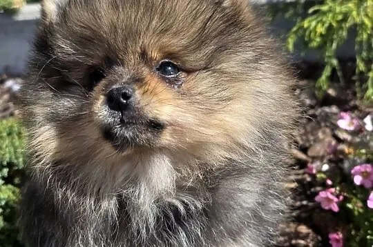 Szpic miniatirowy (Pomeranian) FCI