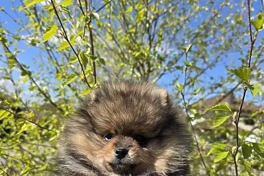 Szpic miniatirowy (Pomeranian) FCI, Łódzkie, Rawa Mazowiecka