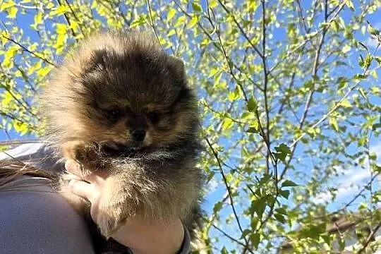 Szpic miniatirowy (Pomeranian) FCI, Łódzkie, Rawa Mazowiecka