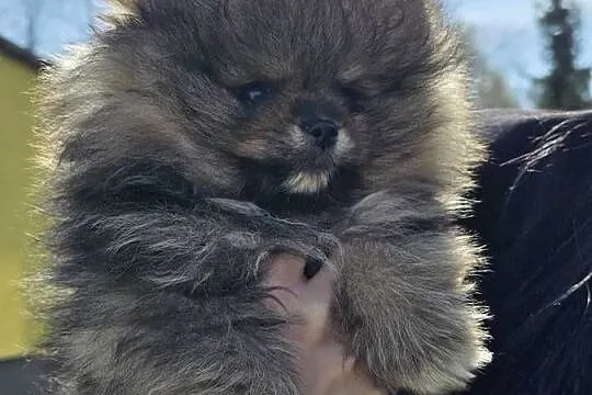 Szpic miniatirowy (Pomeranian) FCI, Łódzkie, Rawa Mazowiecka