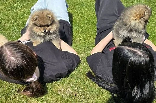 Szpic miniatirowy (Pomeranian) FCI, Łódzkie, Rawa Mazowiecka