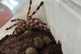 Poecilotheria tigrinawesseli samiec ok 2.5dc