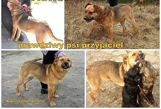 Asik-kochany, młody psiak bardzo che mieć swój dom