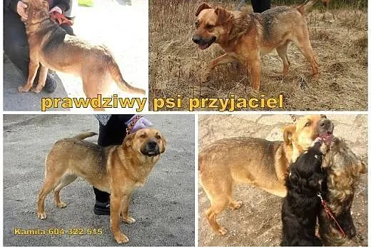 Asik-kochany, młody psiak bardzo che mieć swój dom