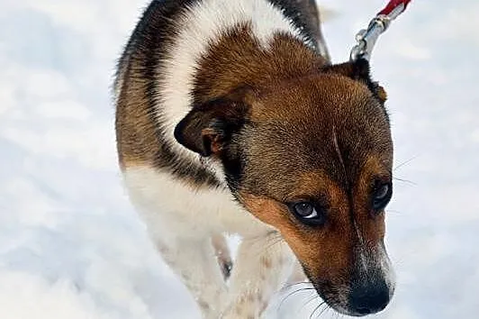 Porzucony Fąfelek błaga o ciepły i kochający domek