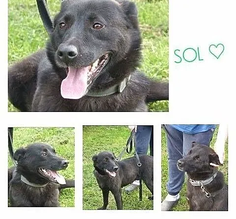 Sol - pies do adopcji, mazowieckie Siedlce