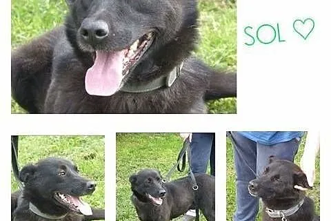 Sol - pies do adopcji,  mazowieckie Siedlce