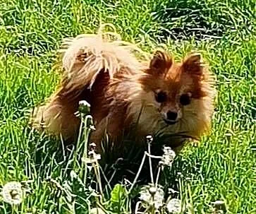 Szpic miniaturowy - Pomeranian - komplet szczepień, Śląskie, Częstochowa