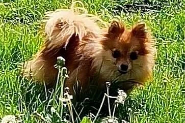 Szpic miniaturowy - Pomeranian - komplet szczepień, Śląskie, Częstochowa