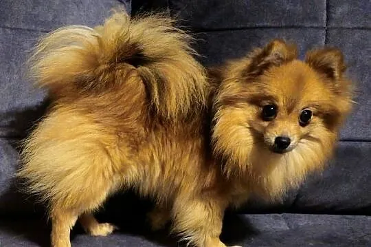 Szpic miniaturowy - Pomeranian - komplet szczepień, Śląskie, Częstochowa
