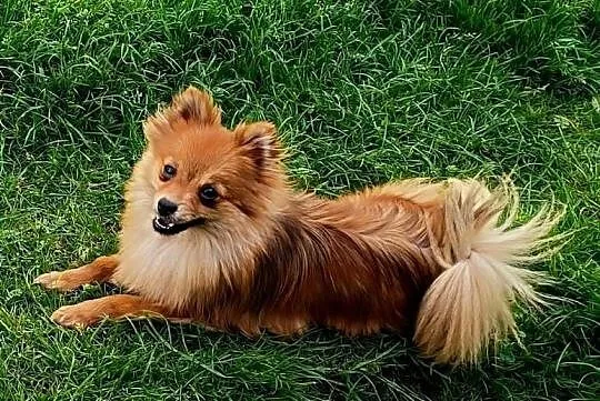Szpic miniaturowy - Pomeranian - komplet szczepień, Śląskie, Częstochowa