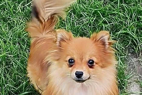 Szpic miniaturowy - Pomeranian - komplet szczepień, Śląskie, Częstochowa