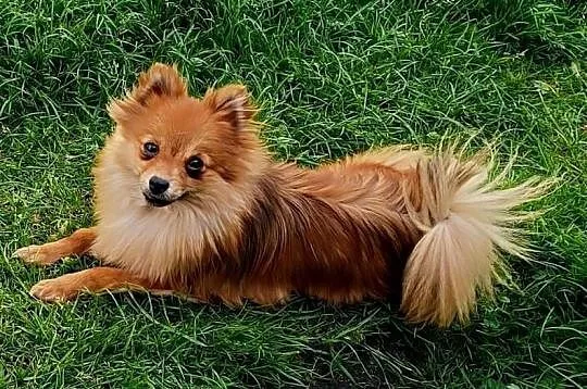 Szpic miniaturowy - Pomeranian - komplet szczepień, Śląskie, Częstochowa