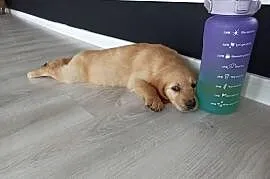 Golden retriever transport