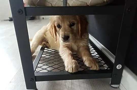 Golden retriever transport, Wielkopolskie, Przedecz