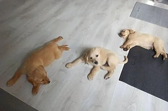 Golden retriever transport, Wielkopolskie, Przedecz