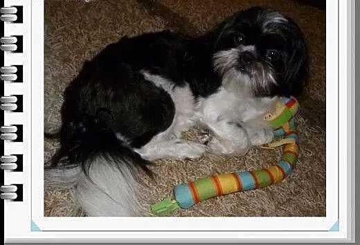 Krycie shih tzu, podlaskie Białystok