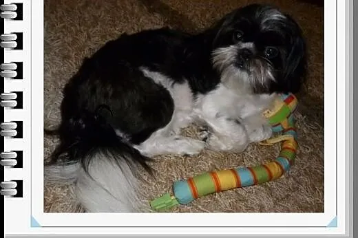 Krycie shih tzu,  podlaskie Białystok