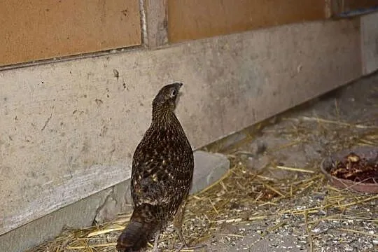 Bażanty tragopany satyry, Podkarpackie, Rzeszów