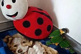 Barwinki czarnogłowe ręcznie karmione super oswojone
