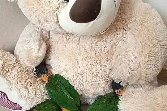 Barwinki czarnogłowe ręcznie karmione super oswojone, Śląskie, Rybnik