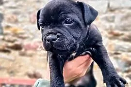 Staffordshire bull terrier