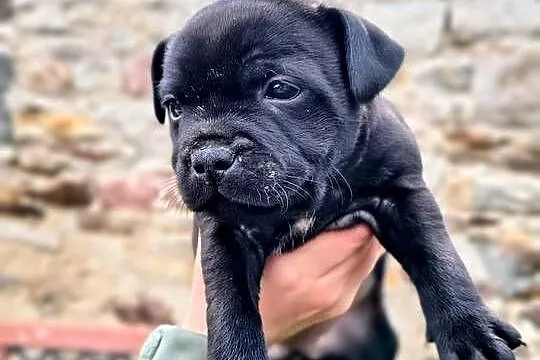 Staffordshire bull terrier