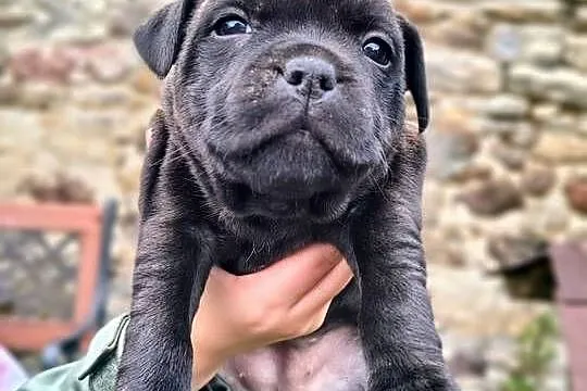 Staffordshire bull terrier, Mazowieckie, Przysucha