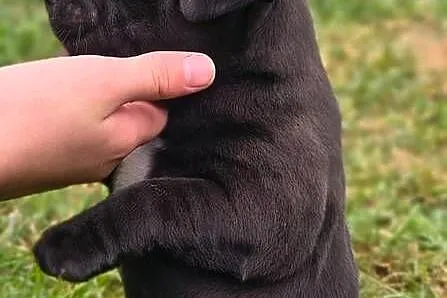Staffordshire bull terrier, Mazowieckie, Przysucha