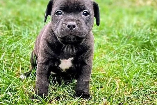 Staffordshire bull terrier, Mazowieckie, Przysucha
