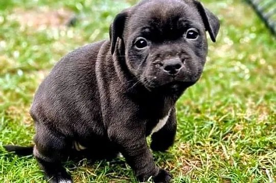 Staffordshire bull terrier, Mazowieckie, Przysucha