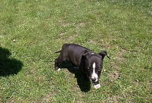 Mocne szczeniaki Amstaff, American Staffordshire T