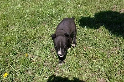 Mocne szczeniaki Amstaff, American Staffordshire T