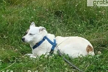 Tola nie zna świata bo nikt go jej nie pokazał... Pomożesz?, Małopolskie, Kraków