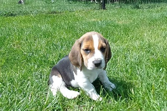 Sprzedam szczeniaczka rasy Beagle , Kutno