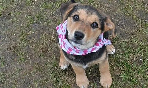 Molly- 10 tyg bardzo spokojna, delikatna, rozważna