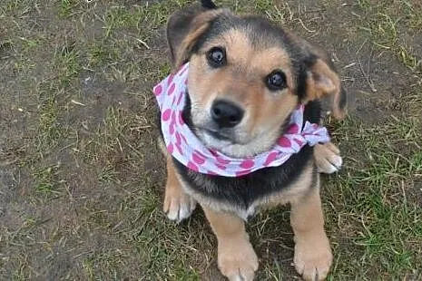 Molly- 10 tyg bardzo spokojna, delikatna, rozważna