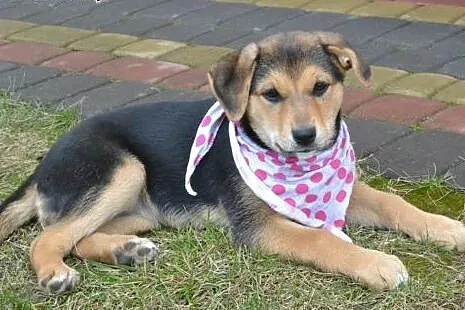 Molly- 10 tyg bardzo spokojna, delikatna, rozważna