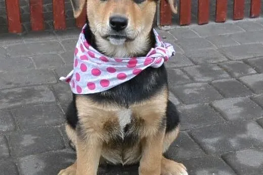 Molly- 10 tyg bardzo spokojna, delikatna, rozważna