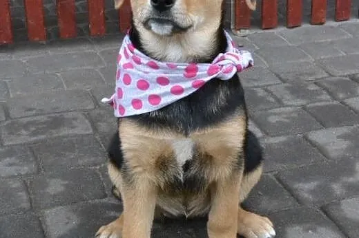 Molly- 10 tyg bardzo spokojna, delikatna, rozważna