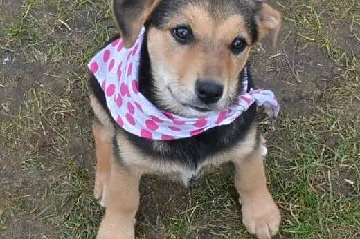 Molly- 10 tyg bardzo spokojna, delikatna, rozważna