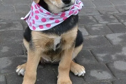 Molly- 10 tyg bardzo spokojna, delikatna, rozważna